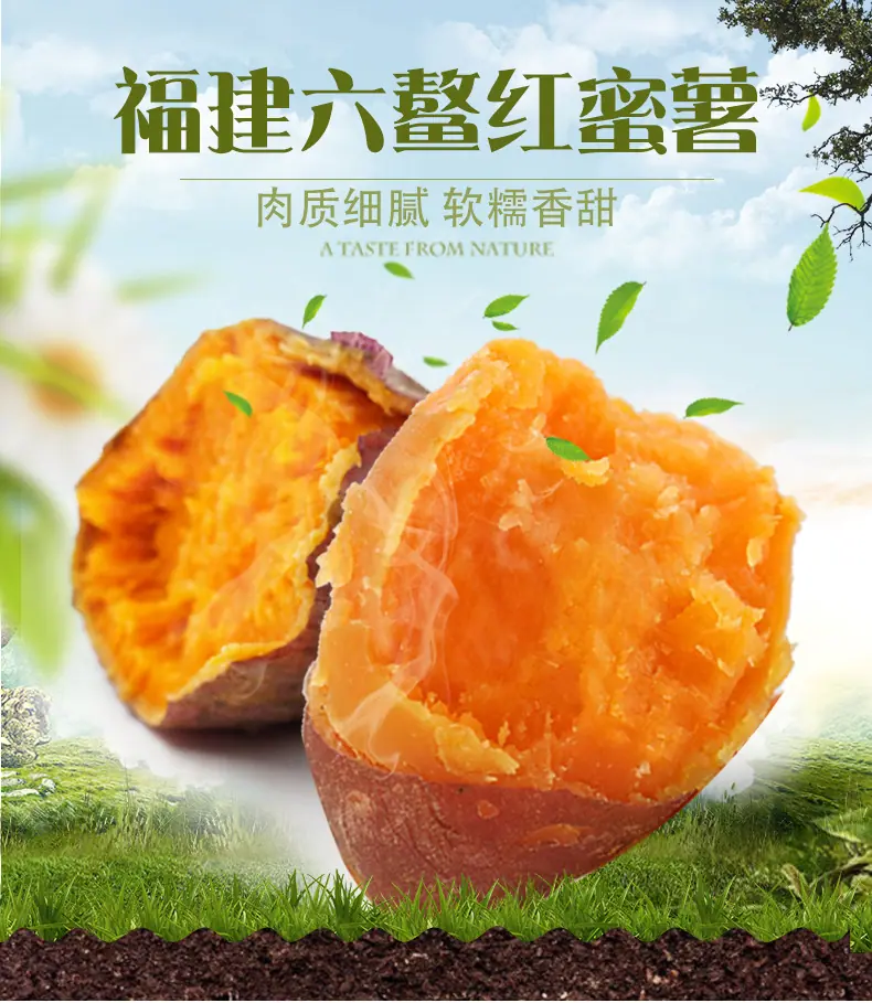 福建六鳌蜜薯 代发3斤流油可蒸煮生地瓜板栗香根茎食材新鲜蔬菜详情图1
