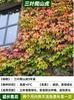 Dropshipping Plantas de Semillero de Tigre Trepador de Pared Hiedra Trepadora sin Hojas Plantas Jóvenes Semillas Todo el Año Enredaderas Trepadoras de Patio