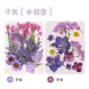 Marcador de Flores Secas Película Laminadora de Espécimen Colección de Primavera en Botella Kit de Materiales para Regalo Hecho a Mano DIY Pegatinas Transparentes