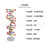 Modelo de estructura de enseñanza de ADN Doble Hélice Base par escolar Genético Gen Biología Instrumento de enseñanza modelo