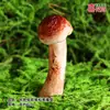 Modelo de Hongo Hongo Silvestre de Yunnan Espécimen Falso Adorno Decoración Escena Montaje Accesorios para Disparar Matsutake