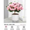 Dropshipping Azalea Planta en Maceta de Flor Doble Floración Interior Todo el Año con Capullos Grandes y Fácil de Cultivar