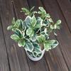 Novedad Plantas de Boj Accesorios para Paredes de Plantas Borde Blanco Boj Hojas Artificiales Rábano Verde Hoja de Dinero Perenne Venta al por Mayor