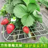Suporte de Cultivo Estéreo de Morango Suporte de Plantio Quadrado Bandeja de Plantio em Vaso Suporte de Rack Anti-Mofo Suporte de Rack Hidropônico para Morango
