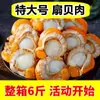 Frete Grátis com Sf Express, Carne de Vieira Extra Grande, Vieiras Selvagens Frescas Congeladas, Vieiras Inteiras, Vieiras com Alho, Abalone, Não Disponível na China