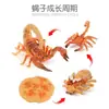 Simulación Transfronteriza Modelo de Araña Real Unicornio Insecto Juguetes para Niños Mariposa Abeja Adornos de Animales