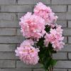Flor Artificial Rama de Flor de Cerezo Artificial 4 Horquillas 3 Horquillas Flor de Pera Flor de Durazno Rama de Árbol de Flor de Cerezo Decoración de Boda Flor Falsa