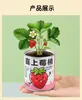 Vasos de Plantação em Lata Fáceis de Cultivar para Flores Mini de Mesa Interna e Plantas Verdes Pequenas, Presentes de Volta às Aulas para Estudantes, Latas de Plantação para Decoração, Atacado