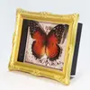 Artesanía Jingling Espécimenes de Insectos Mariposa Real Espécimenes de Caracolas Marinas Regalos de Vacaciones para Niñas Marco de Fotos Adornos de Escritorio