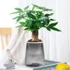Árbol del Dinero Hidropónico Planta Pequeña en Maceta Escritorio de Oficina Vegetación Sala de Estar Prosperidad Bonsái Fácil de Cuidar Durante Todo el Año Árbol del Dinero
