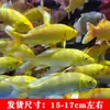 Alevines Vivos de Pez Dorado Ornamental Rojo y Blanco de Raza Pura para Agua Fría, Pez Ornamental Koi Rojo Resistente al Agua Dulce Tricolor