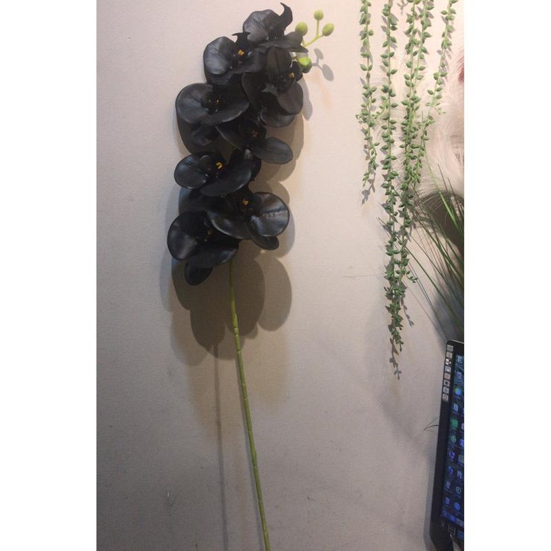 蝴蝶兰单枝-800-黑-1