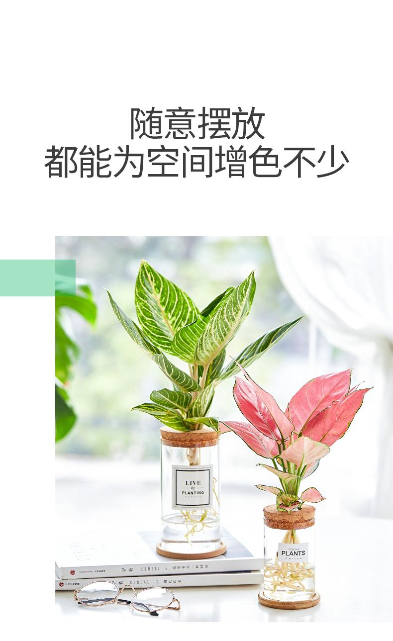 水培详情页_08.jpg