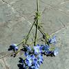 Viento de océano azul flores de simulación para boda al por mayor azul oscuro azul zafiro azul bruma blanco boda camino guía techo flores falsas