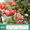 Rosales en Maceta, Observación de Flores y Plantas Verdes, Plántulas de Flores de Interior, Balcón de Patio, Rosas de Flor Grande, Fragantes, Floreciendo en Todas las Estaciones