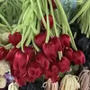 Tulipa