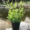 Las Plantas Copo de Nieve Rojas Son Plantas Perennes Resistentes al Calor, de Crecimiento Rápido y Fáciles de Cuidar, Copos de Nieve Azules, Copos de Nieve Blancos, Plantas para Balcón Exterior y Jardín