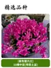 Orquídea Garra de Caranguejo Multicor em Vaso Quatro Estações Classe Doméstica Floração Dupla Mesa de Escritório Varanda Pátio Suculentas Plantas Verdes