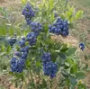 Mudas de Mirtilo F6 Esmeralda, Frutificação Dupla Temporada, Adequadas para Plantio em Regiões do Norte e do Sul, Mudas de Árvore Frutífera em Vasos Originais e Terra, Enviadas com Flores
