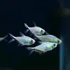 Cola Negra Anzuelo Grande Pez Bandera Viviente Pez Linterna Pequeño Tanque de Peces Grupo de Tour Peces Ornamentales Tropicales Granja de Peces Paquete de Venta Directa