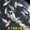 Pez Betta Chino Pez de Agua Fría Cola de Forca Común Fácil de Criar Pez Ornamental Cola de Forca Azul Fuego Australiano No Necesita Cambiar el Agua Alevín de Pez Betta Chino Cola de Forca Común Gigante