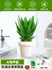 Ciudad sin Noche Planta de Aloe Vera en Maceta Planta Verde Purificadora de Aire de Interior Suculenta para Escritorio de Oficina Flor de Cuatro Estaciones Cactus Plántula de Aloe Vera