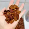 Grãos YihuaEspécimes Naturais de Casca de Fruta para Decoração Ventoins de Manivela DIY Grãos de Flores Pequenas Sementes de Plantas Materiais Artesanais