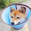Medhao Coleira Elizabetana Coleira para Pet Cachorro Anti-Mordida Lambida Coleira para Pet Coleira para Gato Atacado Ponto