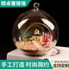 Colgante de Bola de Cristal Micro Paisaje Suculentas Musgos Hidropónico Florero Adornos Accesorios de Iluminación