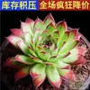 Planta Suculenta de Balcón en Maceta Premium Rosa Huevo de Durazno Montaña Rosa Planta Verde de Interior para Escritorio Jade Nevado Rocío de Jade