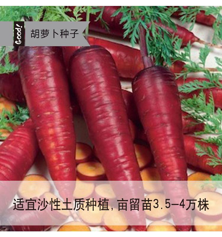 紫参胡萝卜-5