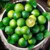 Laranja pequena verde de Hainan, kumquat, limão verde fresco, laranja verde de casca fina, suculenta, fruta da estação, frete grátis, caixa inteira 5 libras, kumquat