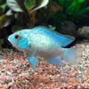 Peces Tropicales de Agua Dulce Vivos para Principiantes, Incluyendo Cíclidos, Peces Vivos con Envío Gratis