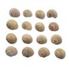 Ojo de gato caracol concha natural 1-2 cm acuario plataforma paisajismo decoración DIY concha pintura pegatinas de pared Materiales de pintura