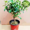 Muda de Árvore de Tuberosa em Vaso Jiulixiang Tuberosa Planta Verde Flores Plantas Repelente de Mosquitos Interno Planta com Sementes Floresce no Mesmo Ano