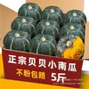 La calabaza para bebé es suave y fresca con sabor a castaña, calabaza pequeña con sabor a castaña, calabaza japonesa antigua, adecuada para bebés y mujeres embarazadas, suave y masticable, disponible en cajas completas