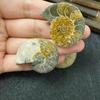 Crisantemo Caracol Fósil Jade Caracol Adornos de Piedra Originales Suministro de Fábrica al por Mayor Adornos de Caracol Crisantemo