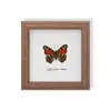 Especimen de Mariposa Real, Especimen de Insecto, Especimen Real en Marco de Vidrio, Decoración para el Hogar de Libélula, Decoración de Regalo de Cumpleaños