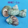 Concha natural concha vieira cor vieira caracol diy feito à mão concha concha paisagismo de aquário