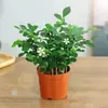 Plantas em vaso elegantes e bonitas, ideais para decoração de escritório, apresentando plantas com flores e folhagens, adequadas para todas as estações, fáceis de cuidar e com longa vida útil.