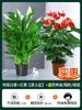 Venta al por mayor de Lirios de la Paz Blancos en Maceta, Plantas Hidropónicas para Uso en Oficina, Flores, Plantas Verdes, Potos y Anturios