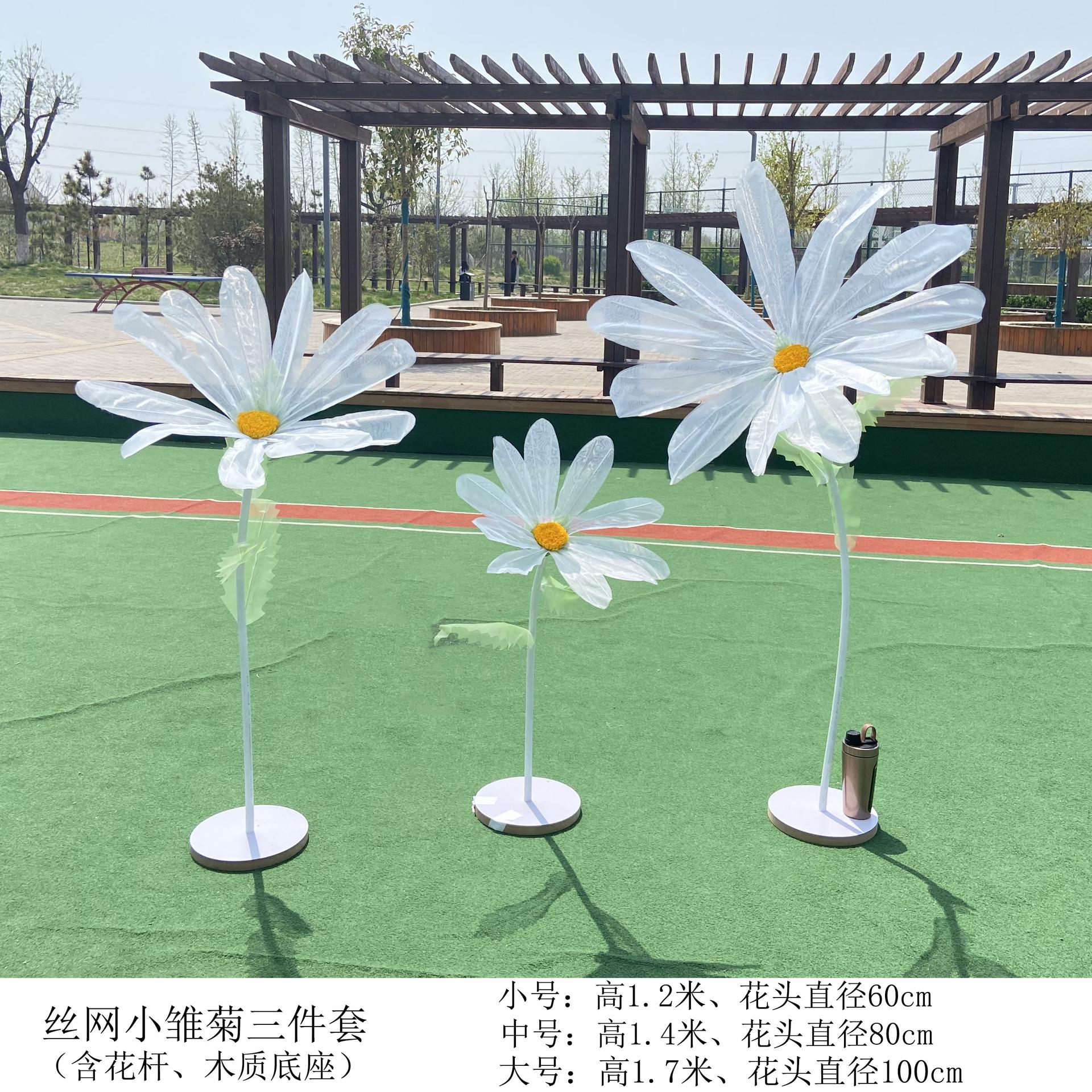 小雏菊