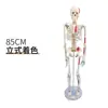 Modelo de Esqueleto Humano de 85cm Esqueleto Adulto de Corpo Inteiro de 170cm Modelo Humano Esqueleto Pequeno Modelo de Coluna Vertebral para Ensino