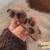 Pinza de Pelo de Felpa con Estampado de Leopardo Estilo Coreano para Mujer, Pinza Banana para Cola de Caballo Alta, Pasador para Moño, Nuevo Accesorio de Pelo de Invierno