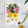 Bolsa de material floral, bolsa de flores secas, muestra en relieve, material de bricolaje, pegamento que gotea, material de flores secas, muestra de planta, enseñanza