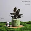 Árbol del Dinero Planta en Maceta Decoración Creativa de Planta para Escritorio Flor y Planta Verde para Oficina Adorno Hiedra Coco Rico Verde Bonsái Pequeño