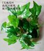 Plantas Simuladas, Acessórios para Decoração de Parede de Plantas Verdes, Acessórios para Gramado Artificial, Decorações de Mesa para Casa, Pequenos Bonsais Fabricantes Atacado