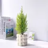 Plantas Verdes de Escritório Pinheiro Perfumado Purificam o Ar, Embelezam a Mesa, São Fáceis de Cuidar, Sempre Verdes o Ano Todo, Estilo Nórdico, Aliviam o Estresse, Plantas em Vasos de Baixa Manutenção
