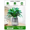 Plantas en Maceta Diamante Dorado, Plantas Hidropónicas en la Oficina, Flores de Escritorio Fáciles de Cultivar, Plantas Suculentas, Sala de Estar, Casa Nueva, Plantas Verdes que Absorben Formaldehído