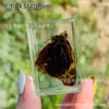 Espécime de borboleta real espécime de inseto cola de cristal resina transparente ornamentos pequenos criativos jardim de infância atrações turísticas venda quente